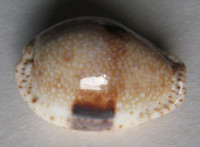 Cypraea nebrites Melvill, 1888